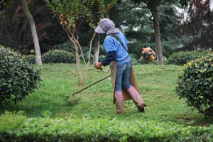 trimming-grass